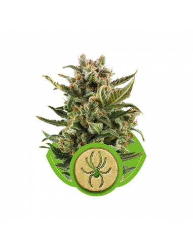 Royal Queen White Widow Auto - Imagen 1