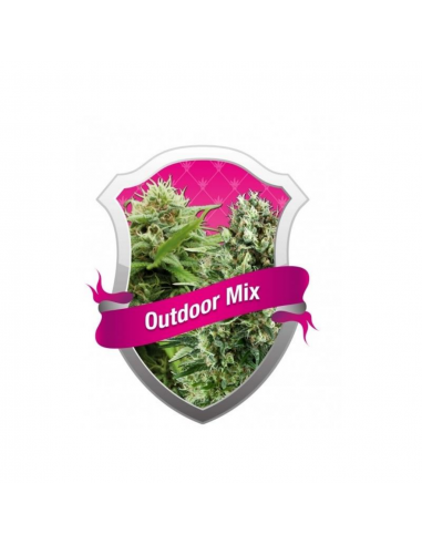 Royal Queen Outdoor Mix Auto - Imagen 1