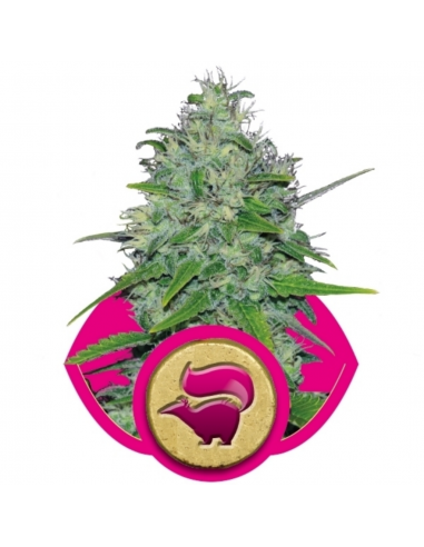 Royal Queen Skunk XL Fem. - Imagen 1