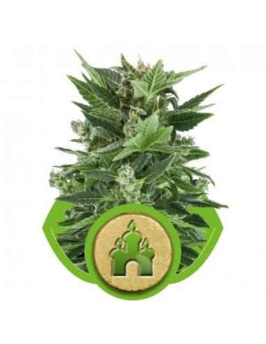 Royal Queen Royal Kush Auto - Imagen 1