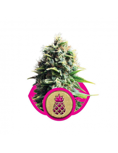 Royal Queen Pineapple Kush Fem. - Imagen 1