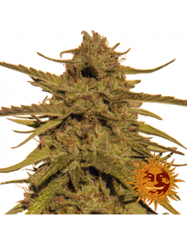 Barney's Farm Pineapple Haze 10 Und Reg - Imagen 1