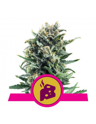 Royal Queen Blue Cheese Fem. - Imagen 1