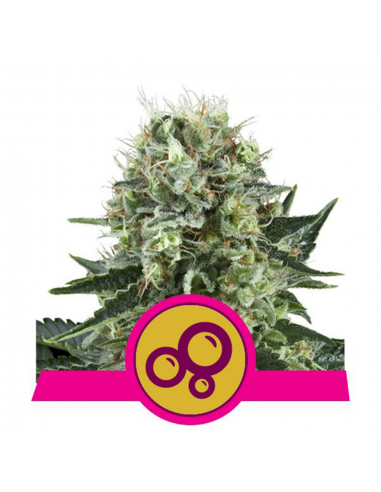 Royal Queen Bubble Kush Fem. - Imagen 1