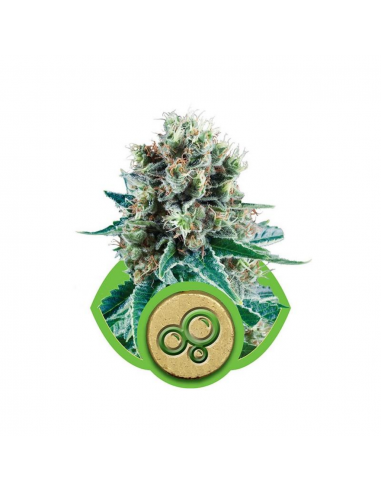 Royal Queen Bubble Kush Auto - Imagen 1