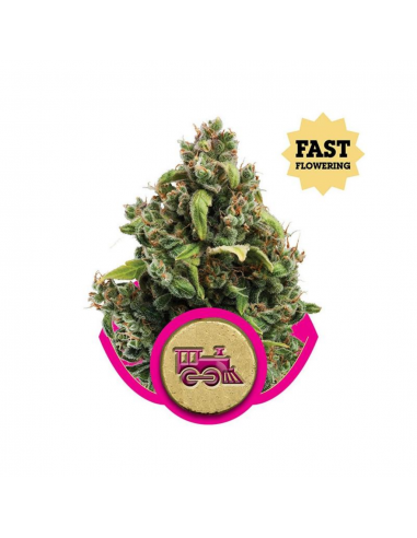 Royal Queen Candy Kush Express Fast Version - Imagen 1