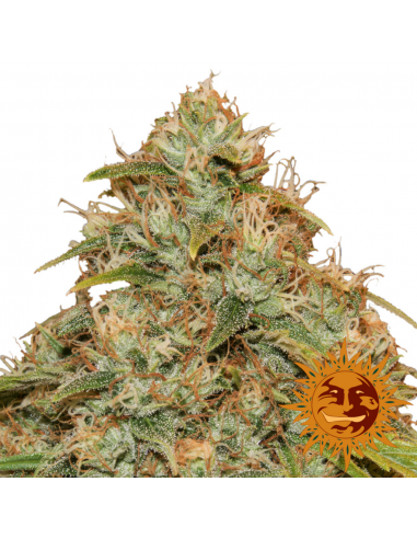 Barney´S Farm Lemon Potion Auto CBD 3Und - Imagen 1