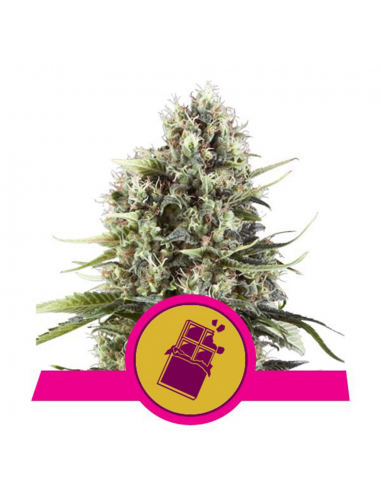 Royal Queen Chocolate Haze Fem. - Imagen 1