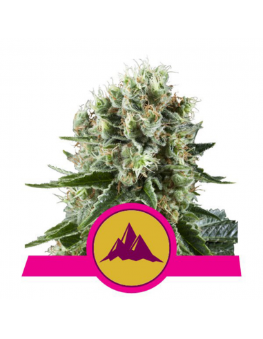 Royal Queen Critical Kush Fem. - Imagen 1