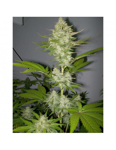 Royal Queen Lemon Haze Fem. - Imagen 1