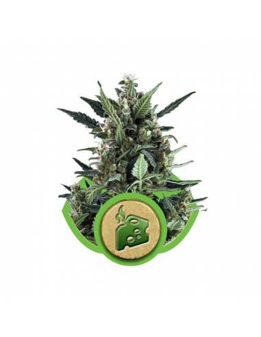 Royal Queen Blue Cheese Auto - Imagen 1