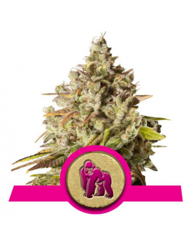 Royal Queen Royal Gorilla Fem. - Imagen 1