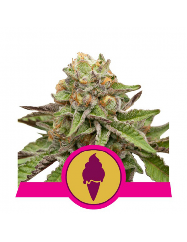 Royal Queen Green Gelato Fem. - Imagen 1