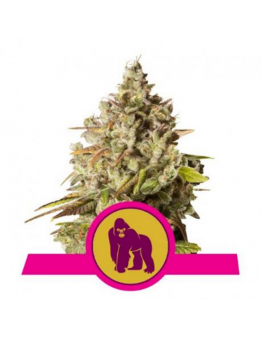 Royal Queen Royal Gorilla 1Und Fem. - Imagen 1