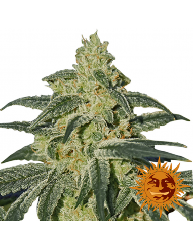 Barney´S Farm Afghan Hash Plant 10Und Reg - Imagen 1