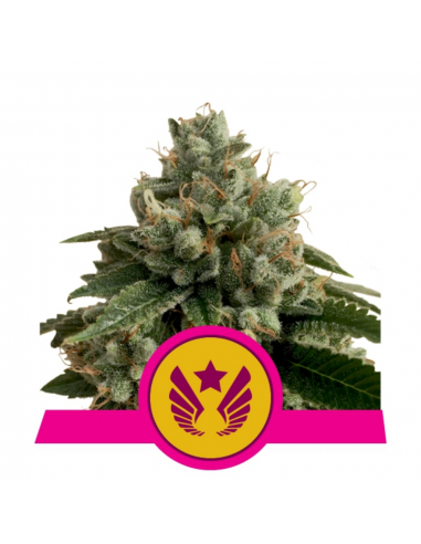 Royal Queen Legendary OG Punch USA Premium Fem - Imagen 1