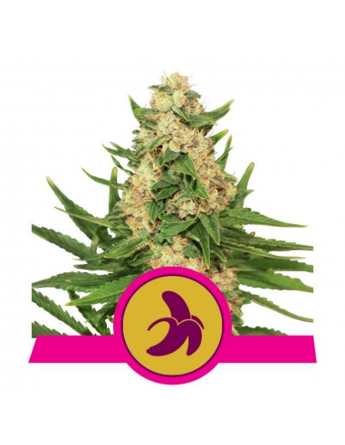 Royal Queen Fat Banana Fem. - Imagen 1