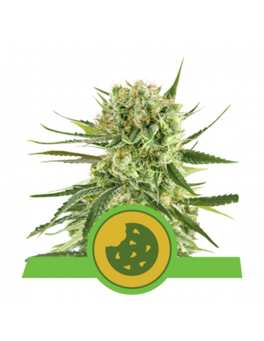 Royal Queen Royal Cookies Auto - Imagen 1