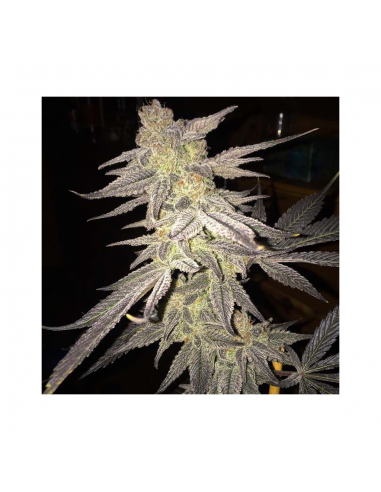 Sagarmatha Blueberry Bud 10Und Reg - Imagen 1