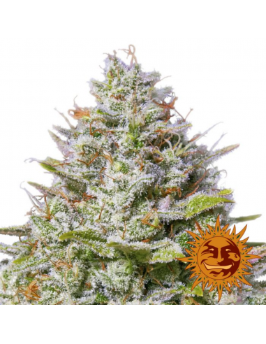 Barney´S Farm Blue Gelato 41 Fem - Imagen 1