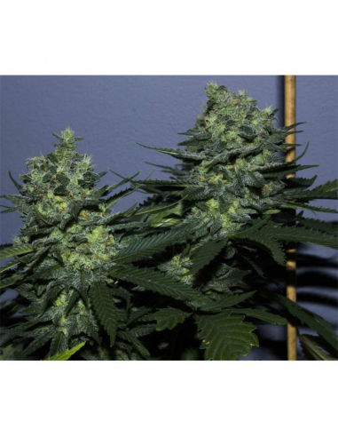 Sagarmatha Blueberry Bud 5Und Fem - Imagen 1