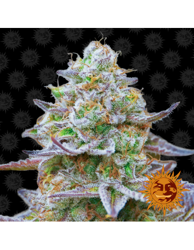 Barney´S Farm Gorilla Zkittlez Fem. - Imagen 1