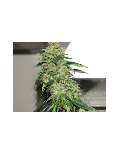 Sagarmatha Indica XXL 5Und Fem - Imagen 1