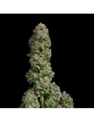 Sakan Seeds Manda Haze Fem - Imagen 1