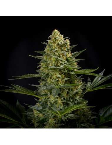 Sakan Seeds Burunda Fem - Imagen 1