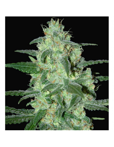 Samsara Seeds Thunder Bloody Mary Auto - Imagen 1