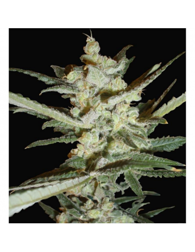 Samsara Seeds Supersonic Cristal Storm Auto - Imagen 1