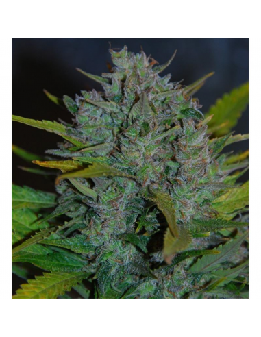 Samsara Seeds Ultraviolet Auto - Imagen 1