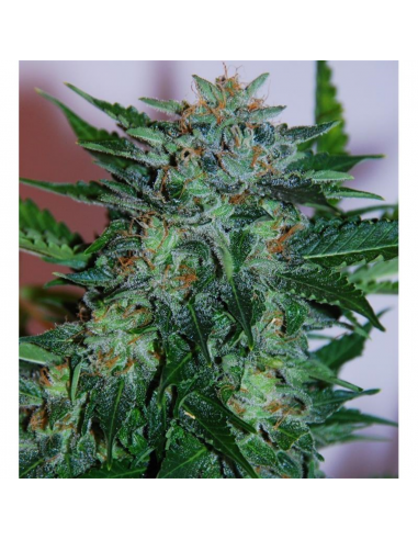 Samsara Seeds Flash Babylon Auto - Imagen 1