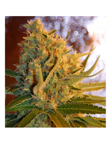 Samsara Seeds Shot Adrenaline Auto - Imagen 1