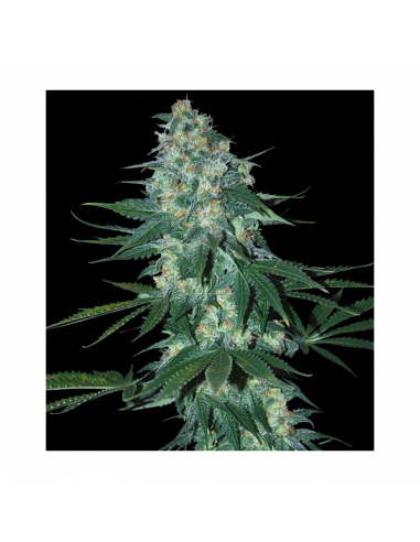 Samsara Seeds El Alquimista Fem. - Imagen 1