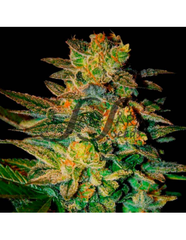 Samsara Seeds Spiritual Punk Fem. - Imagen 1