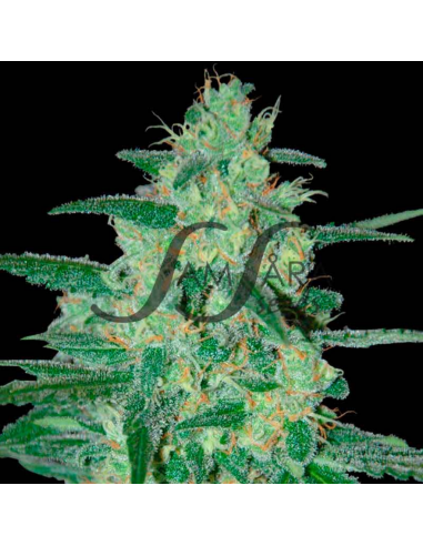 Samsara Seeds Holy Grail 69 Fem. - Imagen 1