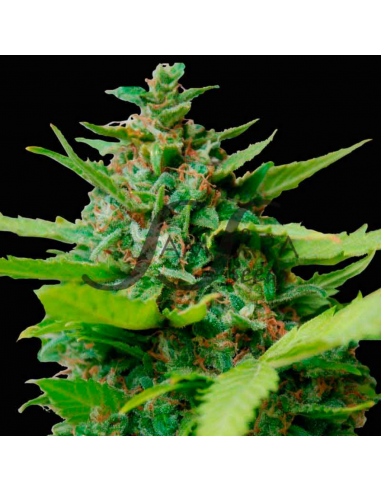 Samsara Seeds Kiss Dragon Fem. - Imagen 1