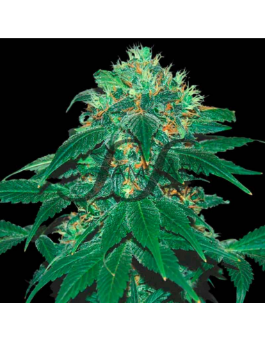 Samsara Seeds Punky Lion Fem. - Imagen 1