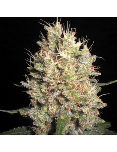 Samsara Seeds Crazy Miss Hide Fem. - Imagen 1