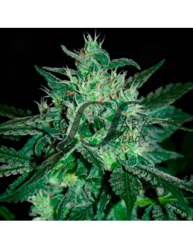 Samsara Seeds Spice White Devil Fem. - Imagen 1