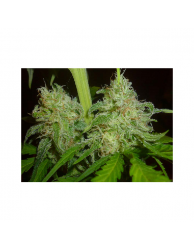 Samsara Seeds Sweet Black Angel Fem. - Imagen 1