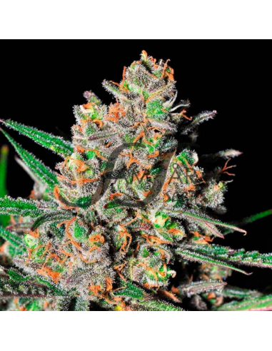 Samsara Seeds Green Love Potion Fem. - Imagen 1