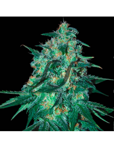 Samsara Seeds Jekyll Passion Fem. - Imagen 1