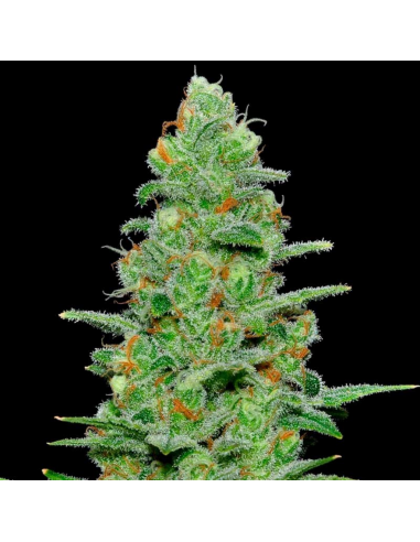 Samsara Seeds Crazy Miss Hyde Auto - Imagen 1