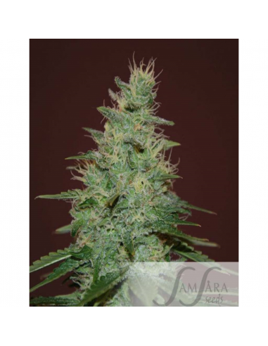 Samsara Seeds El Alquimista Auto - Imagen 1