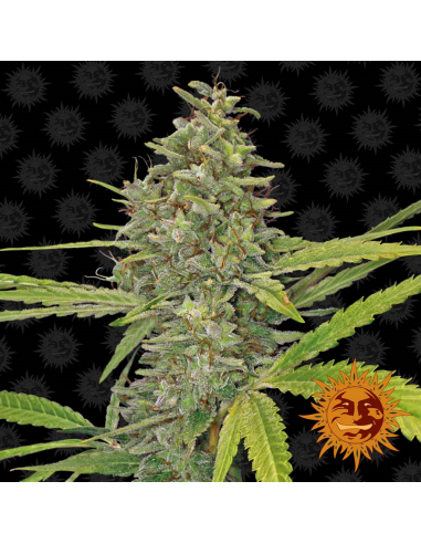 Barney´S Farm G13 Haze Fem - Imagen 1