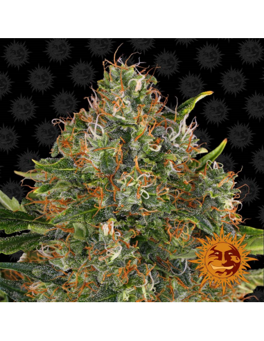 Barney´S Farm G13 Haze 10Und Reg - Imagen 1