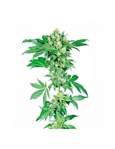 Sensi Seeds Afghani Nº1 10Und Reg. - Imagen 1