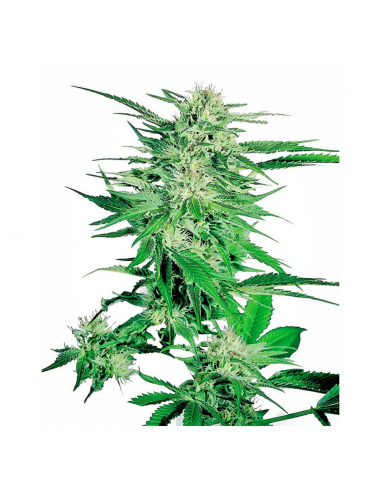 Sensi Seeds Big Bud 10Und Reg. - Imagen 1